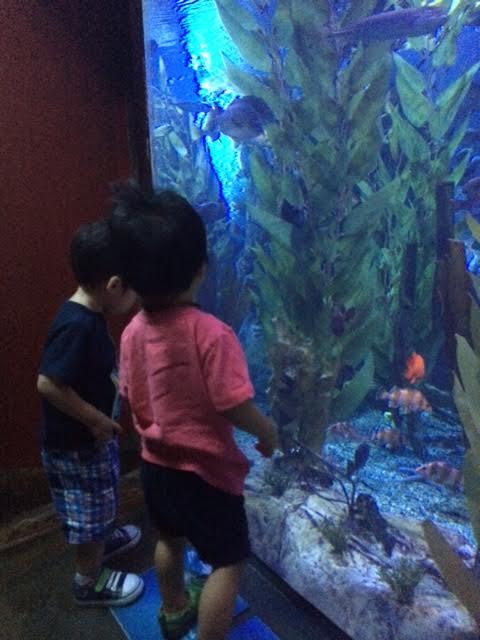 aquarium2